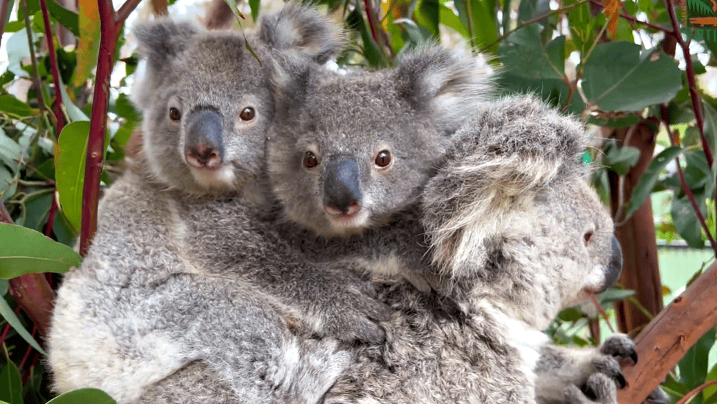 Baby koalas