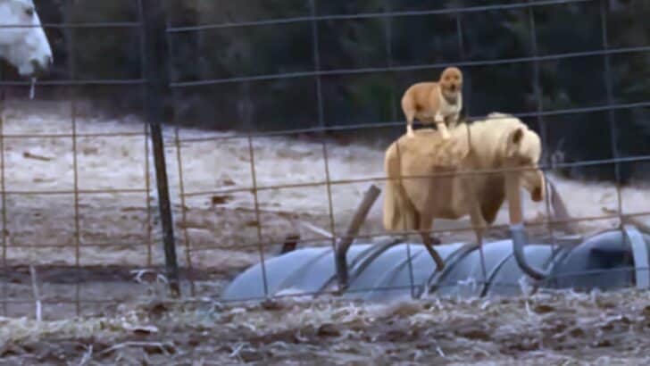 Corgi Catches a Ride on a One-Eyed Pony in Missouri&nbsp;