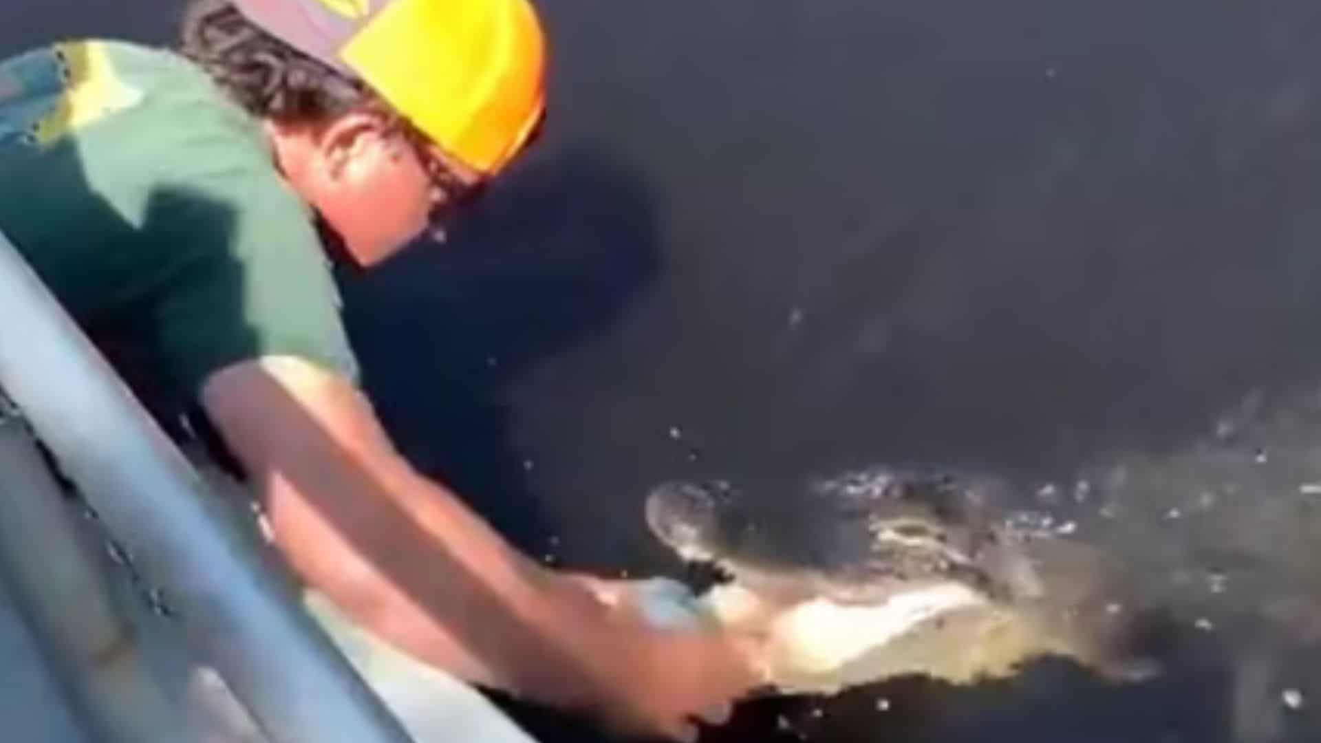 Florida Man Uses Alligator's Teeth to Open Beer Can