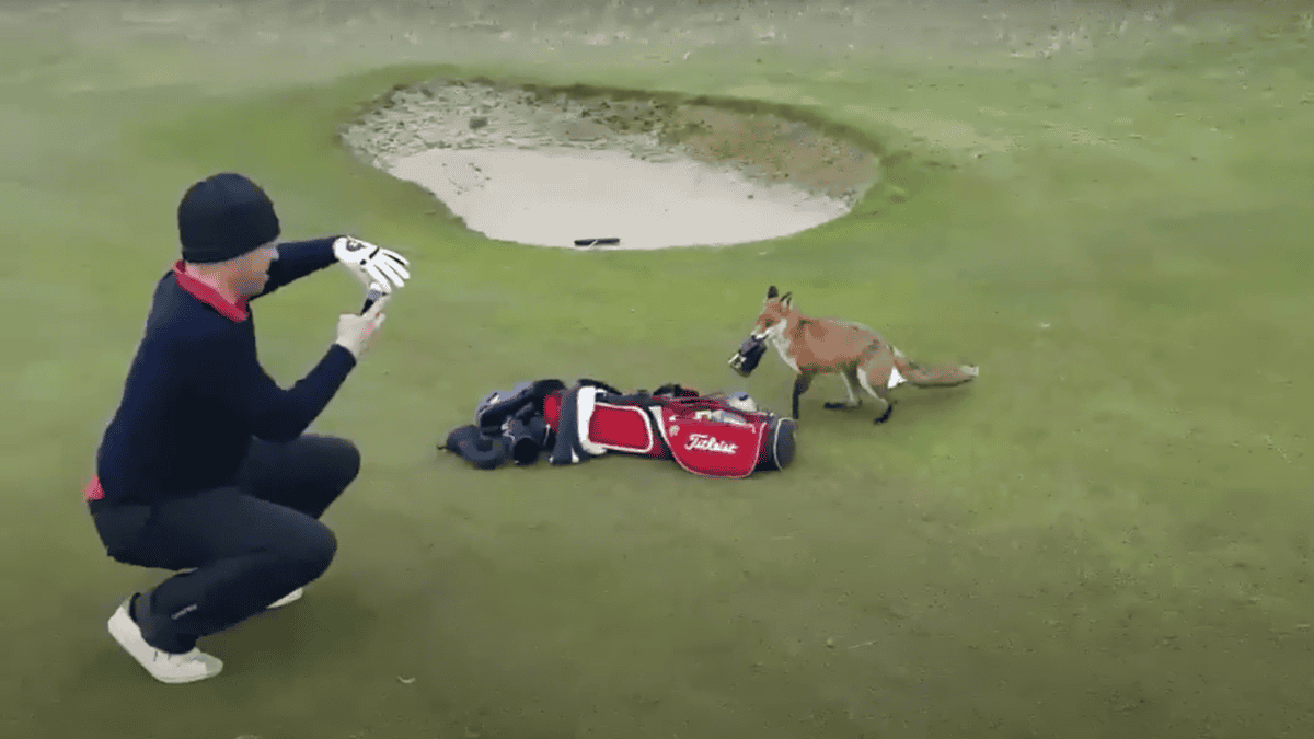 Fox steals wallet on golf course