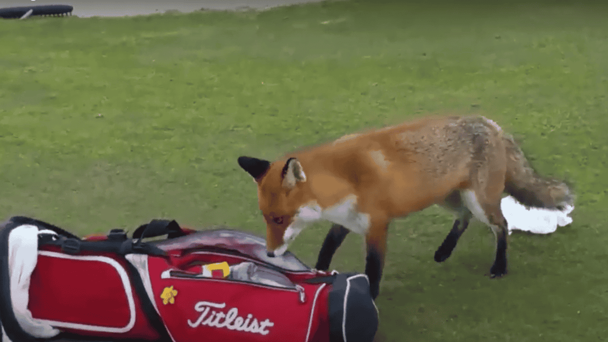 Fox steals wallet on golf course