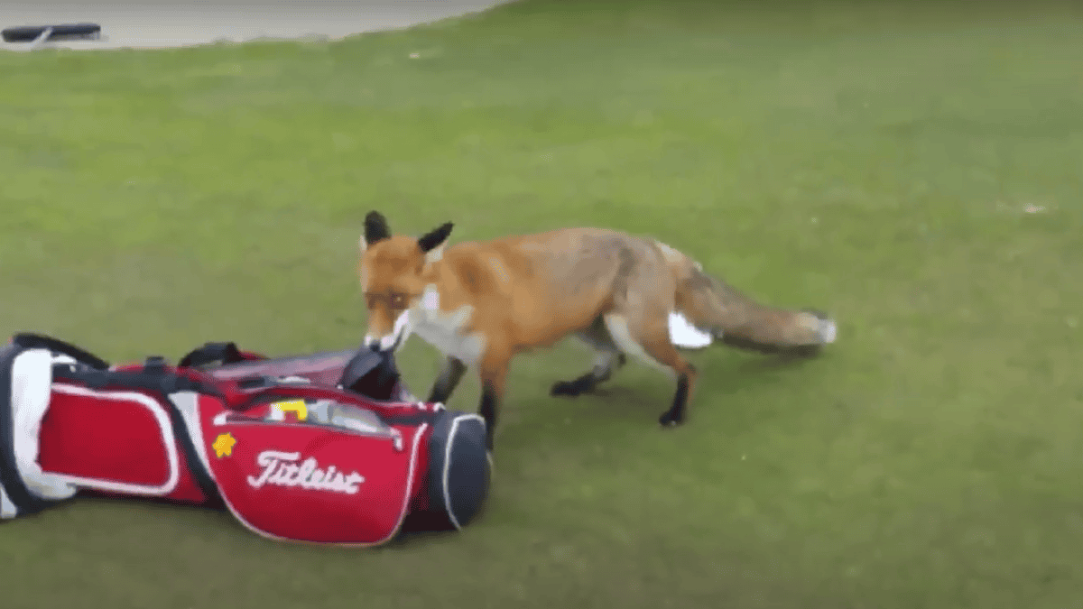 Fox steals wallet on golf course