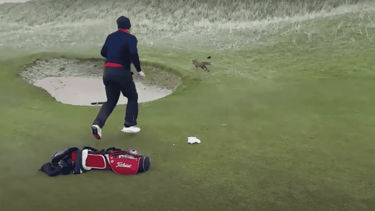 Fox steals wallet on golf course