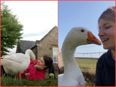 Dedicated Goose Thinks Woman is His Wife and Builds Nests for Her