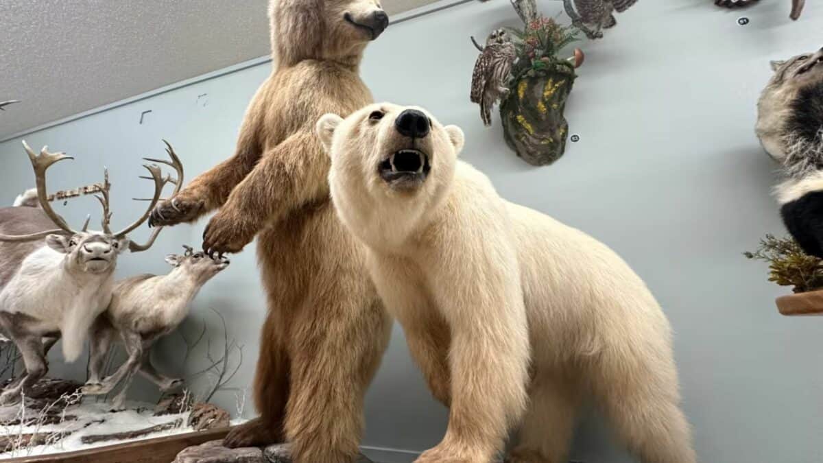 Grolar Bear