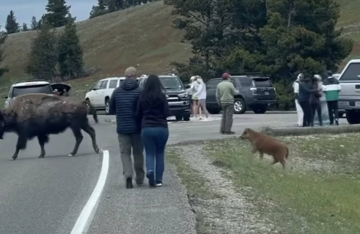 Tourists in Yellowstone Risk Safety by Blocking Bison Calf's Path