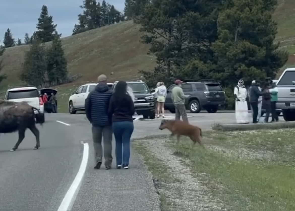 Tourists in Yellowstone Risk Safety by Blocking Bison Calf's Path