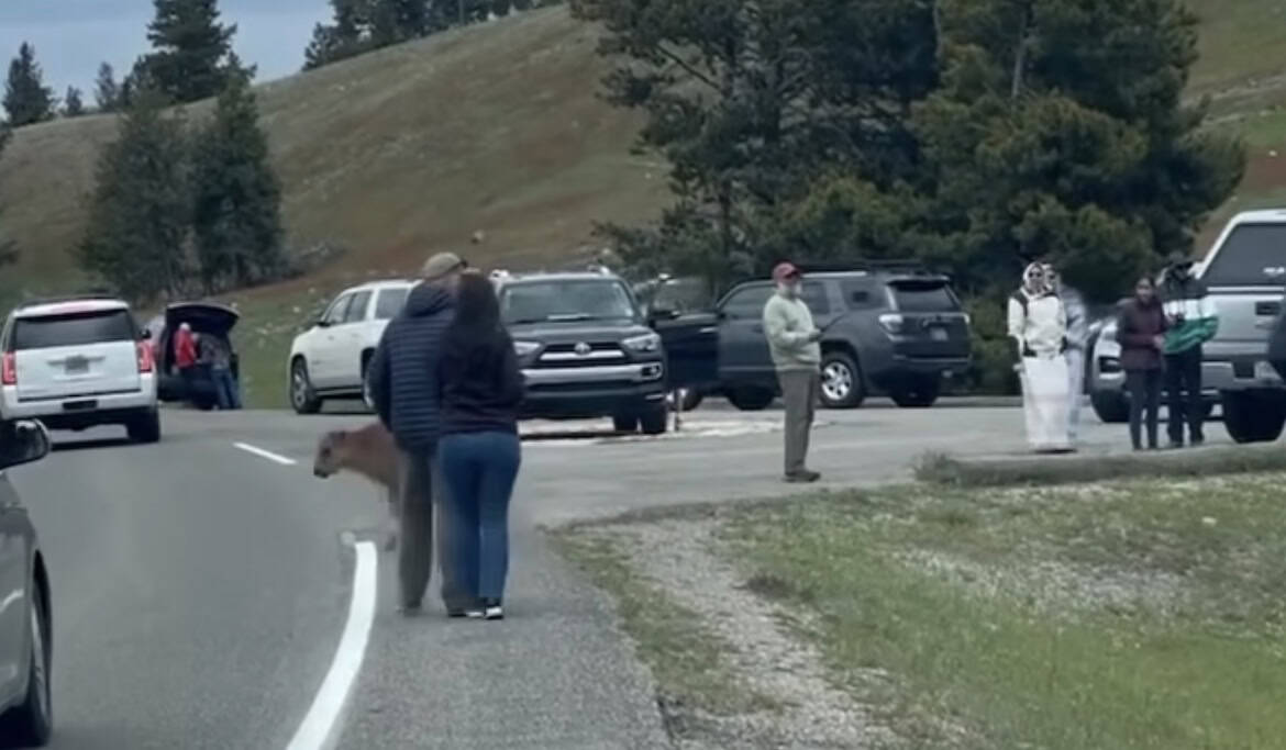 Tourists in Yellowstone Risk Safety by Blocking Bison Calf's Path