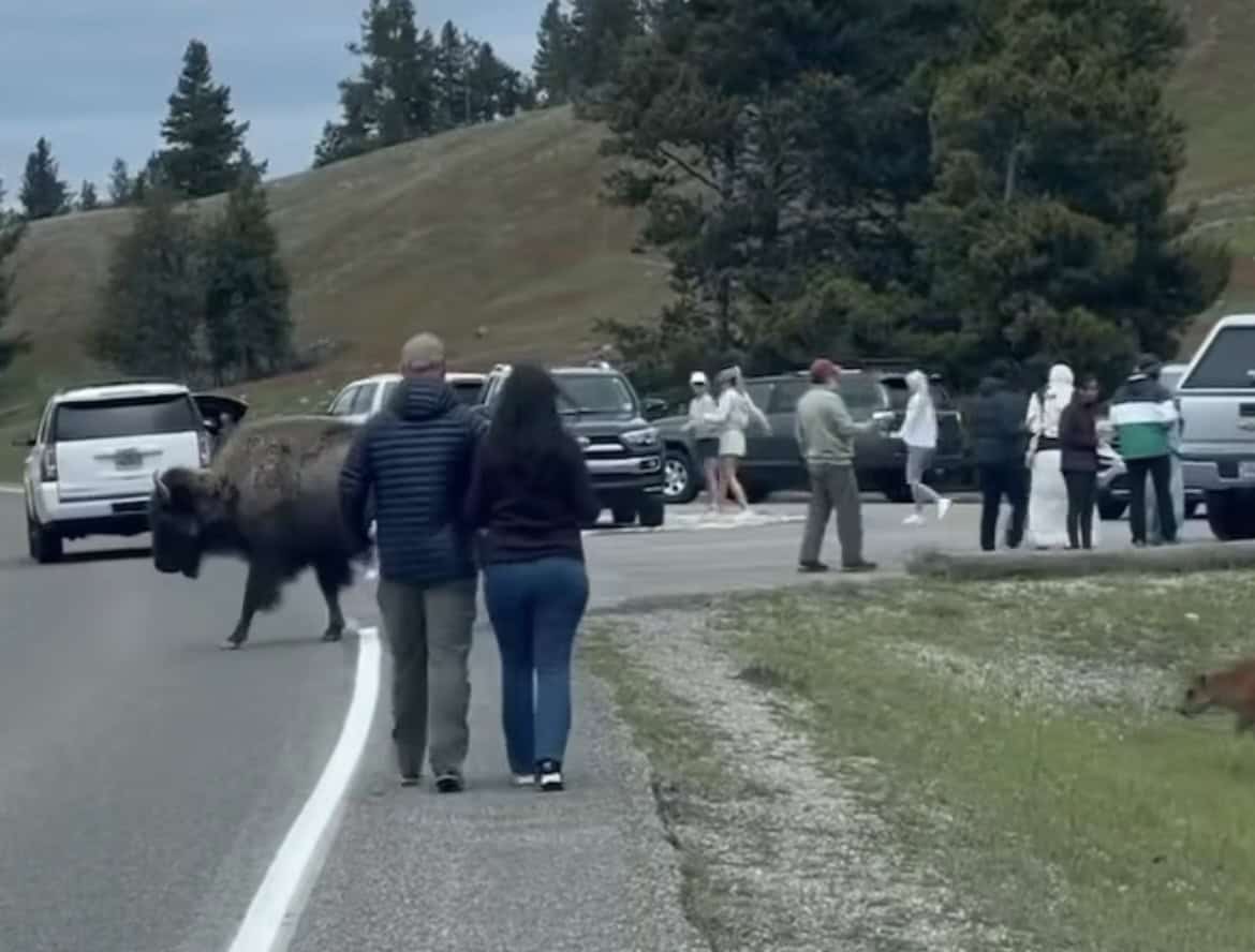 Tourists in Yellowstone Risk Safety by Blocking Bison Calf's Path
