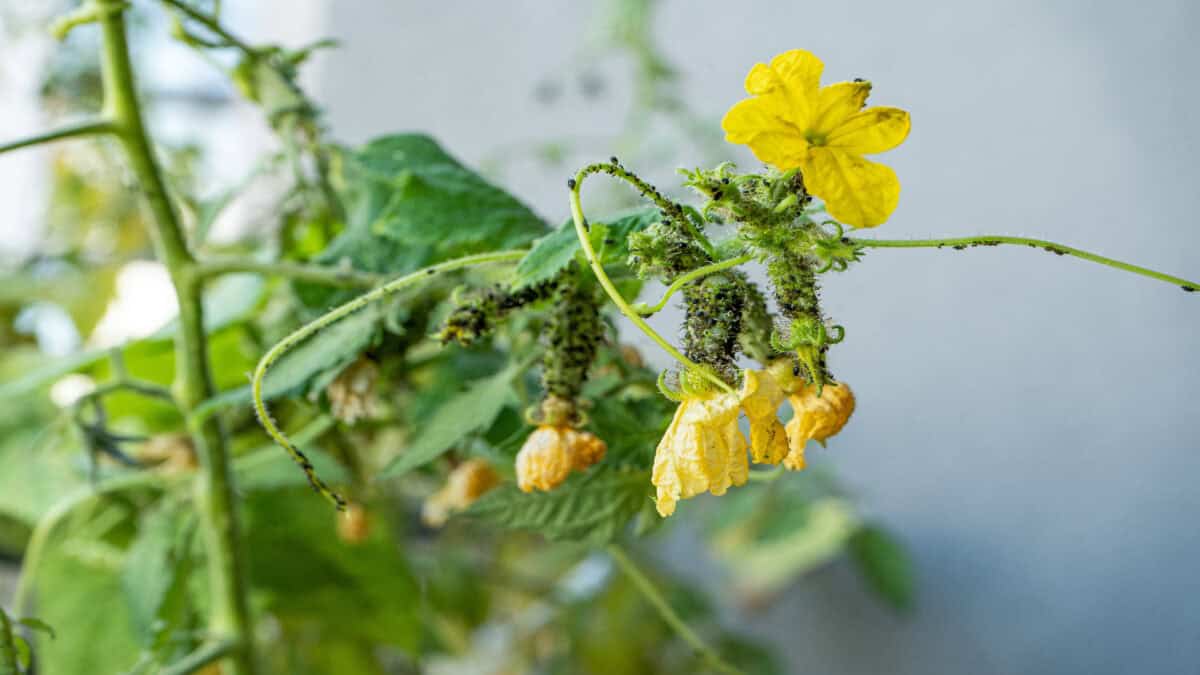 Black aphids on cucumbers