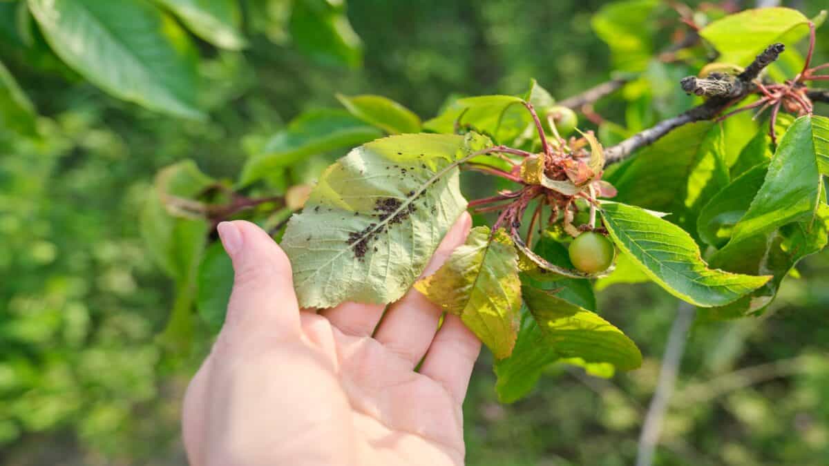 Close-ups of insects aphid pests.