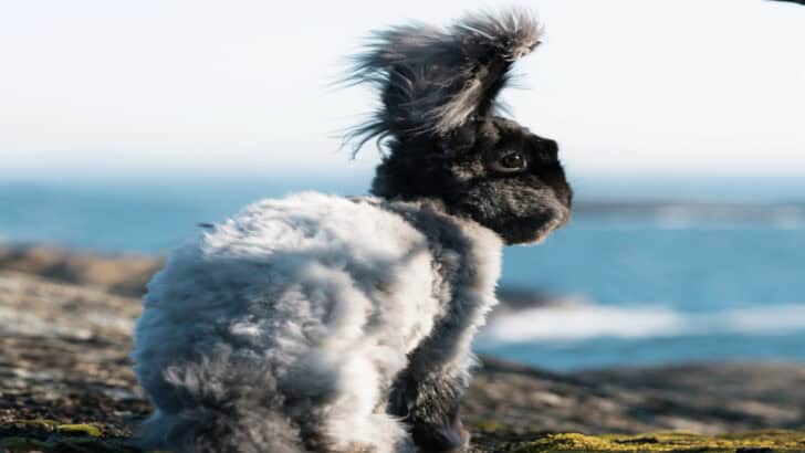 Everything You Need to Know About Angora Rabbits