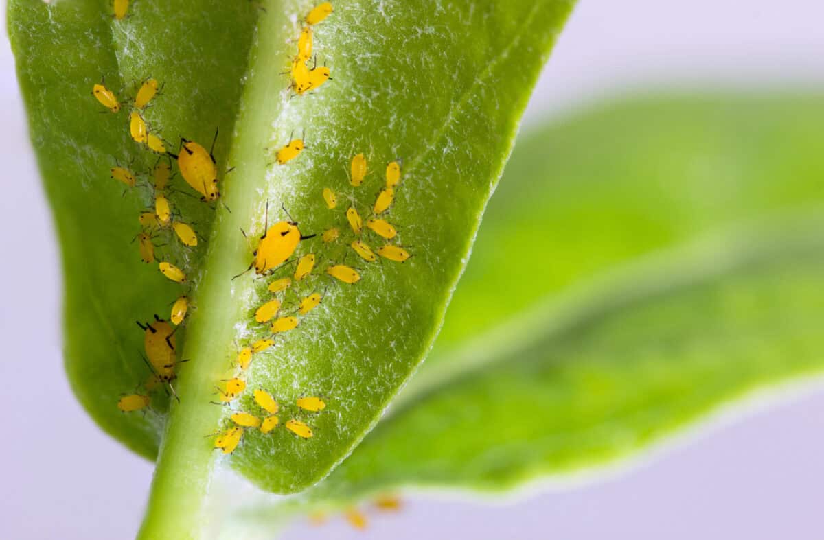 Yellow aphids on the underside of a plant.