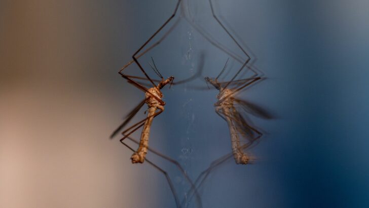 11 Smells That Will Keep Pesky Mosquitoes Away