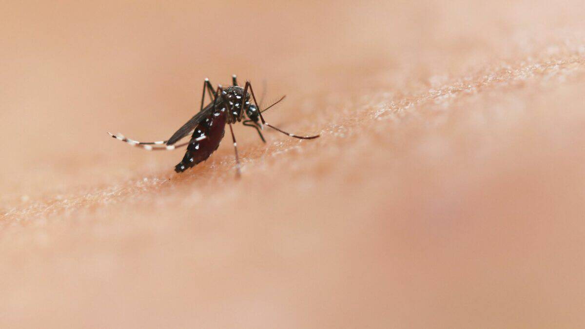 Mosquito