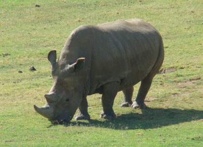 Conserving the Sumatran Rhino Asia Smallest Rhinoceros