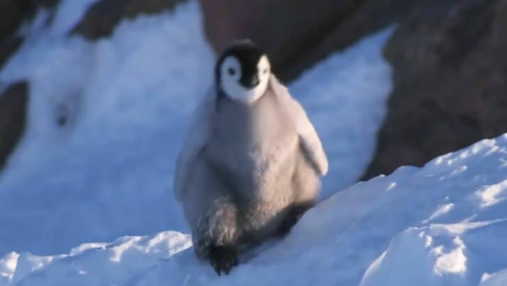 Adventurous Penguin Waddles Around Icy Playground