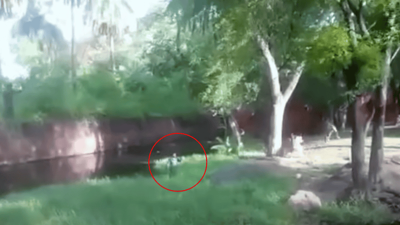 Man in to Lion enclosure