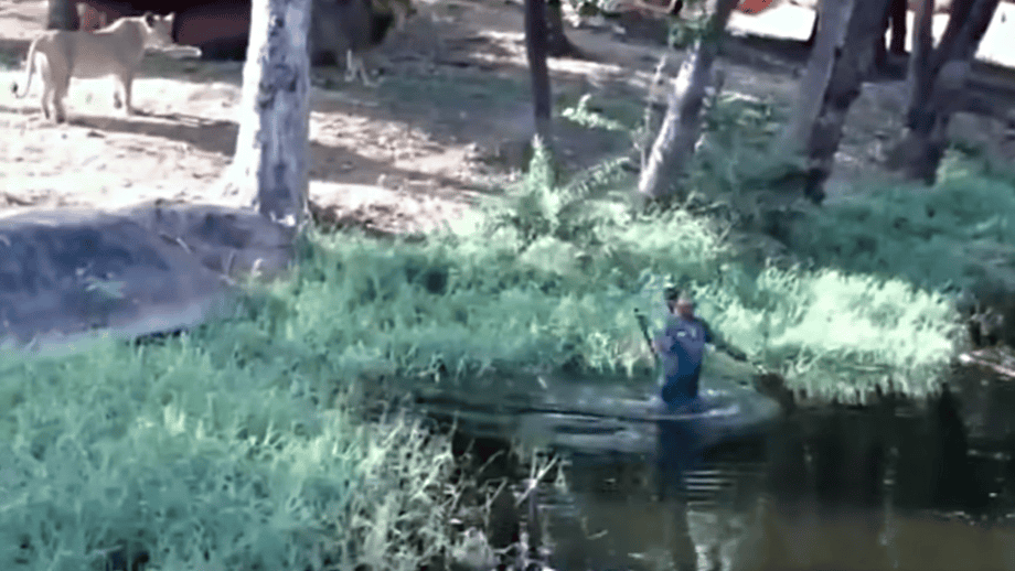 Man in lions enclosure