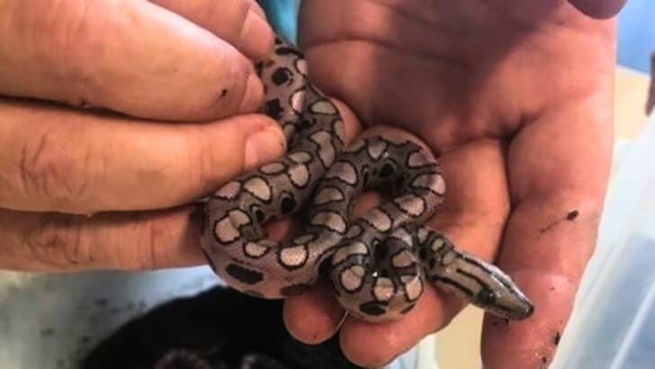 Virgin Male Brazilian Rainbow Boa Gives Birth to 14 Babies in Portsmouth
