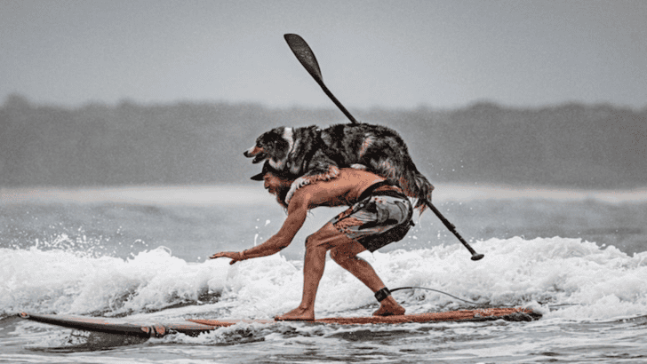 Australian Shepherd Surfs Big Waves