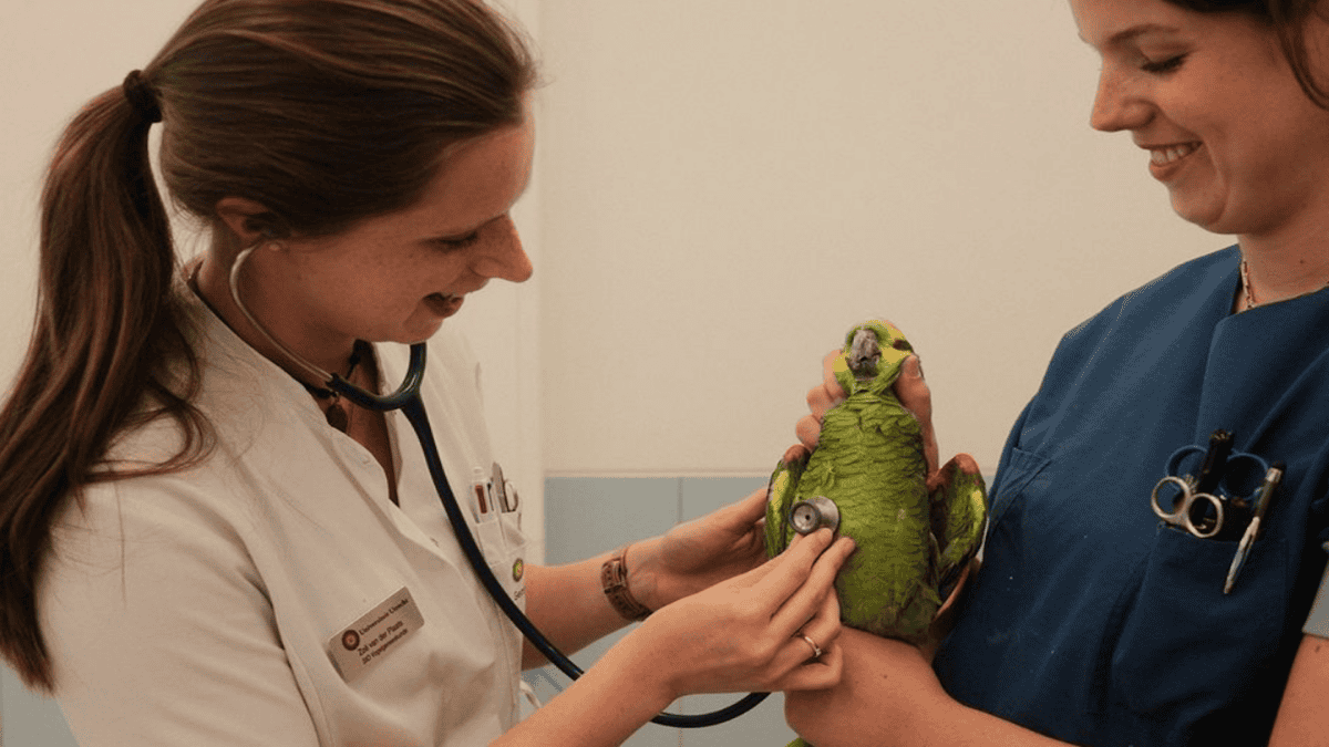 Koko and the vet.