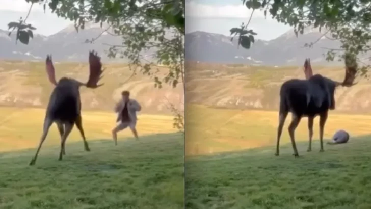 Tourist Plays Dead After Moose Charge In Jackson Hole