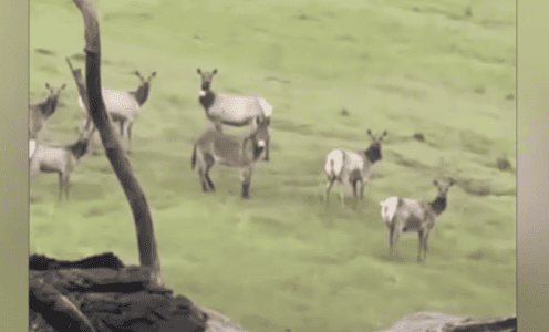 Long-Lost Pet Donkey Seen Living With Wild Elk Herd 5 Years Later