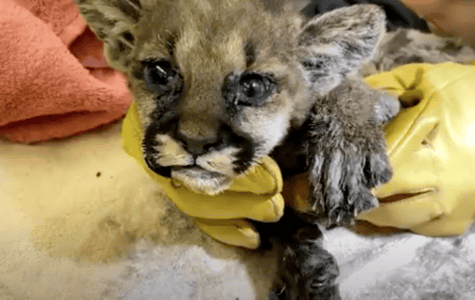 Mountain Lion Cub Rescued From California Wildfires Makes Great Recovery