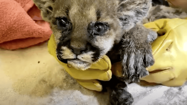 Mountain Lion Cub Rescued From California Wildfires Makes Great Recovery