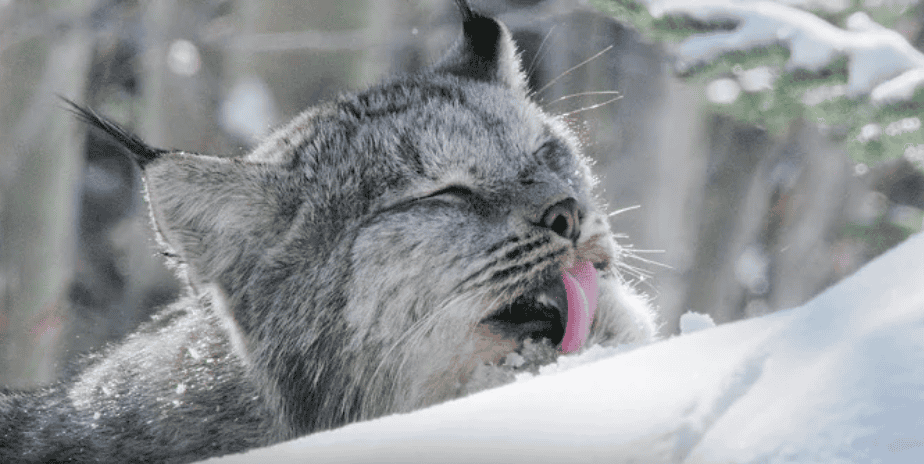 Man Befriends Wild Lynx in Canada