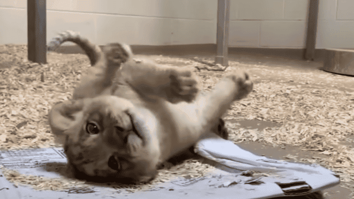 Adorable Lion Cub Meets His Dad For The First Time In Denver Zoo