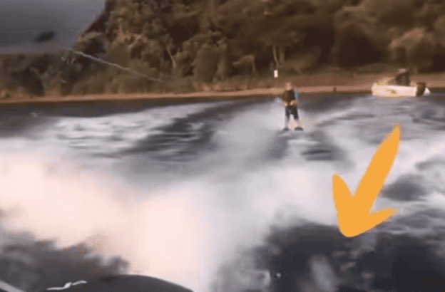 Man Goes Wake Boarding With Orca