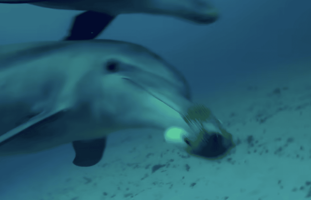 dolphins