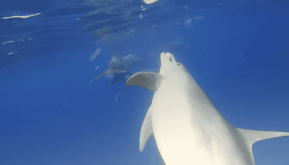 Pufferfish 