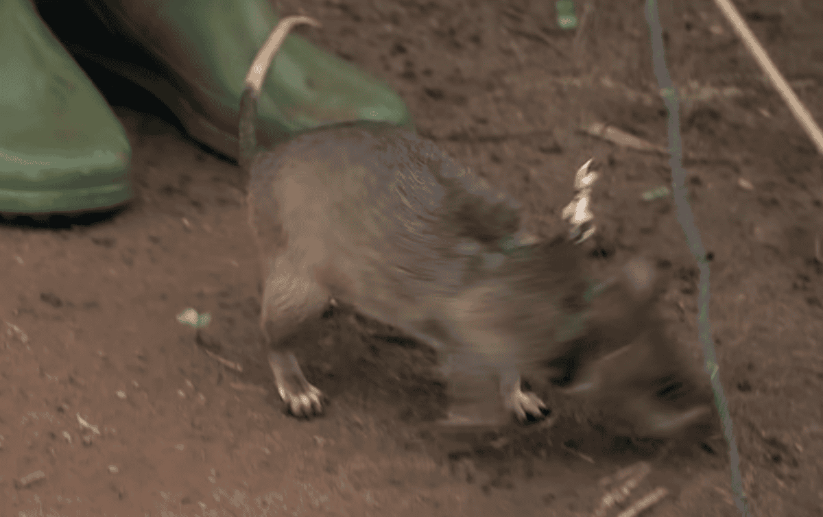 Rats 