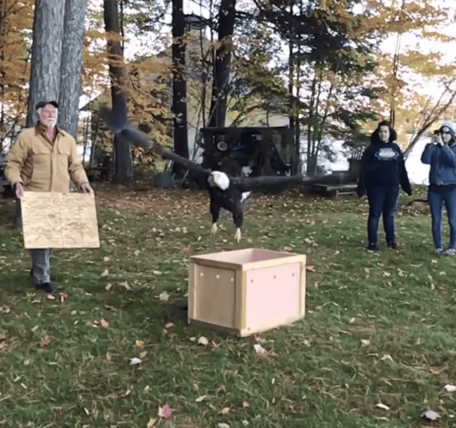 Incredible Footage Of Bald Eagle Getting Released Into The Wild.