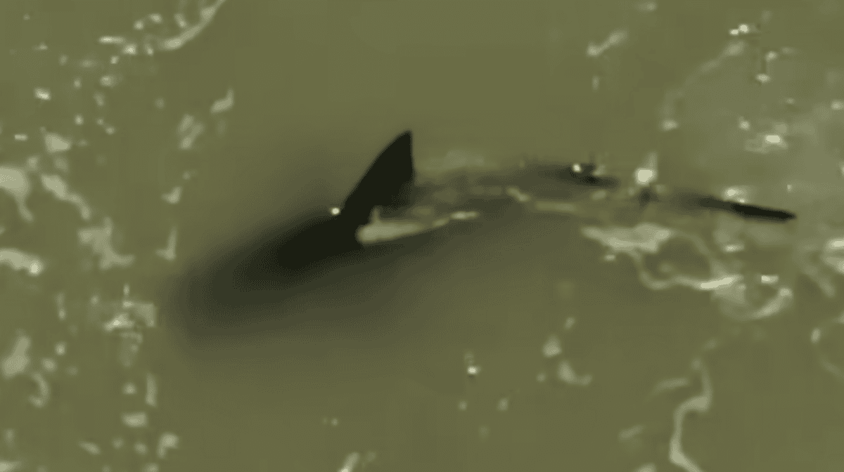 Shark