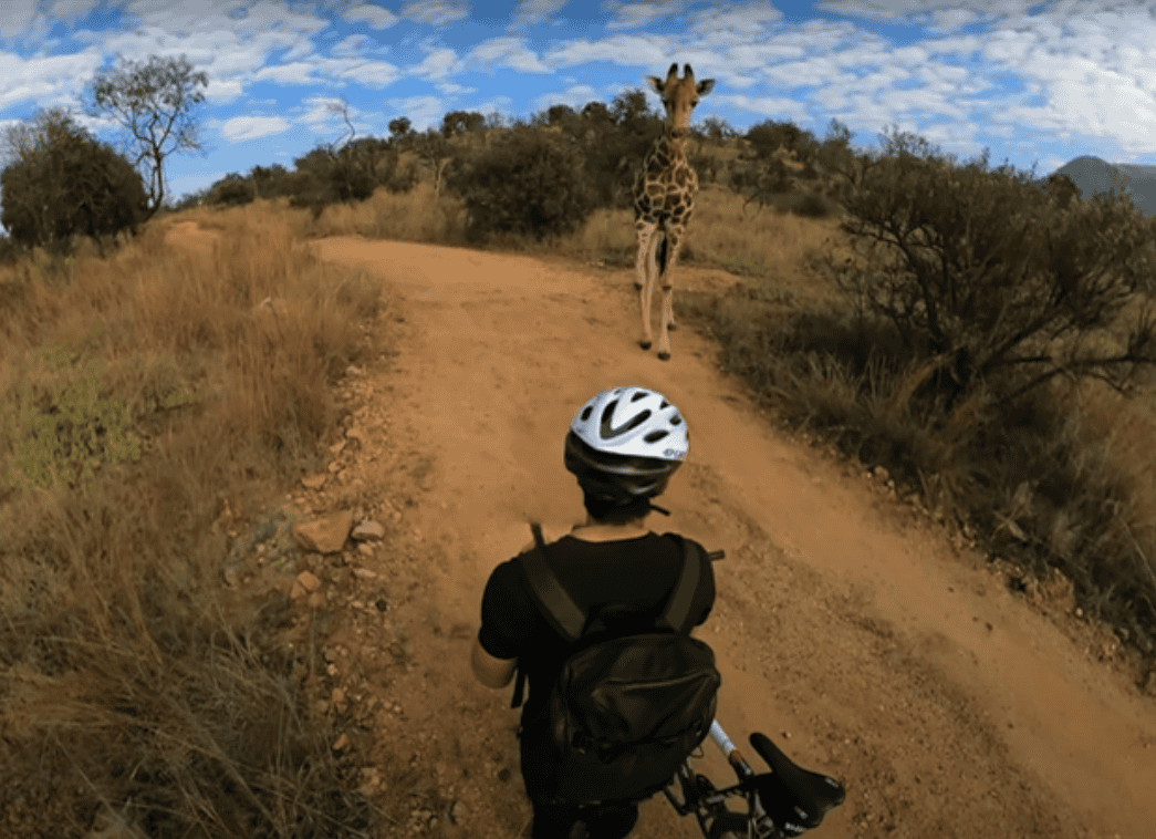 Giraffe Stops American Mountain Biker