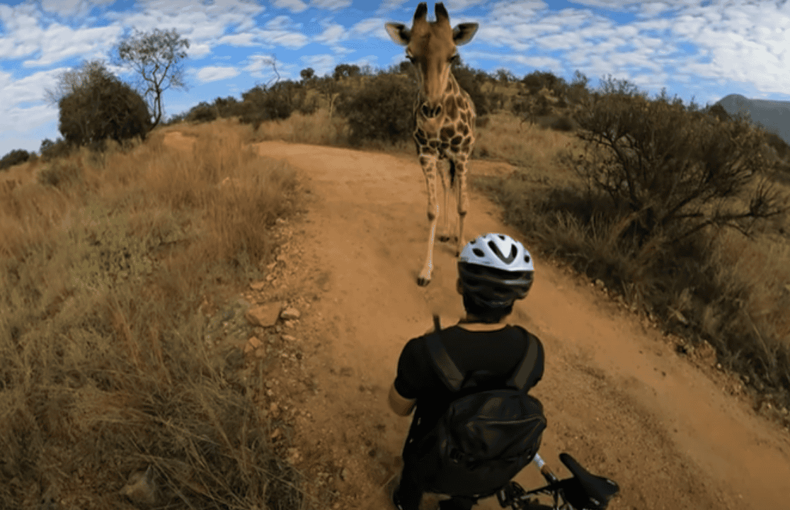 Giraffe Stops American Mountain Biker