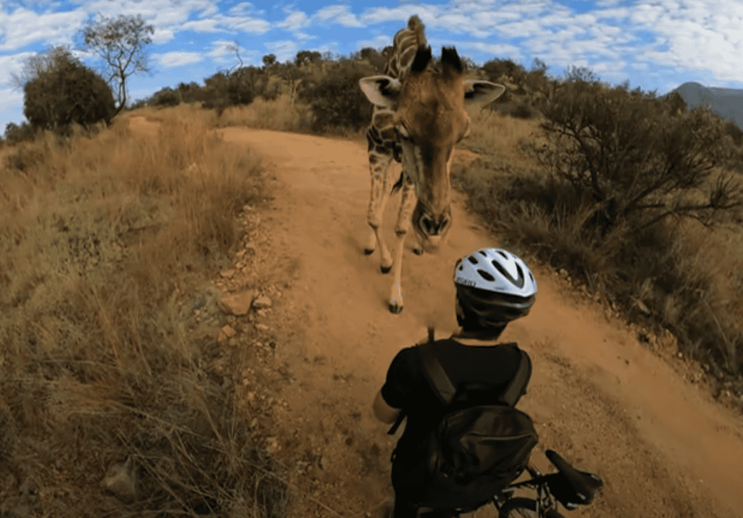 Giraffe Stops American Mountain Biker