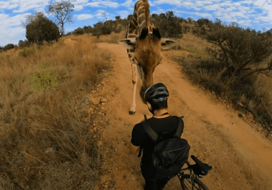 Giraffe Stops American Mountain Biker