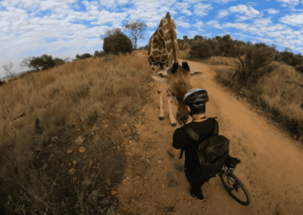 Giraffe Stops American Mountain Biker