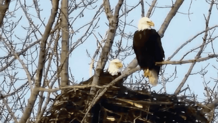 Toronto&rsquo;s First Ever Documented Bald Eagle Nest Discovered