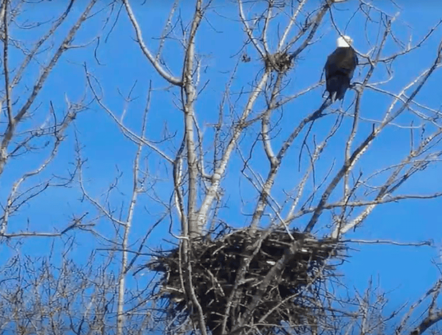 Toronto’s First Documented Bald Eagle Nest Discovered