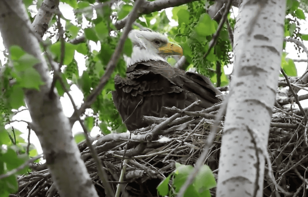 Toronto’s First Documented Bald Eagle Nest Discovered