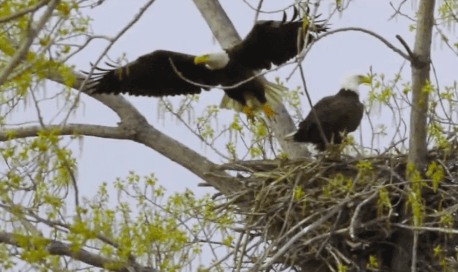 Toronto’s First Documented Bald Eagle Nest Discovered