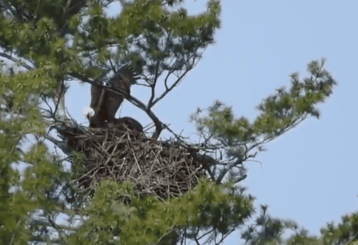 Toronto’s First Documented Bald Eagle Nest Discovered