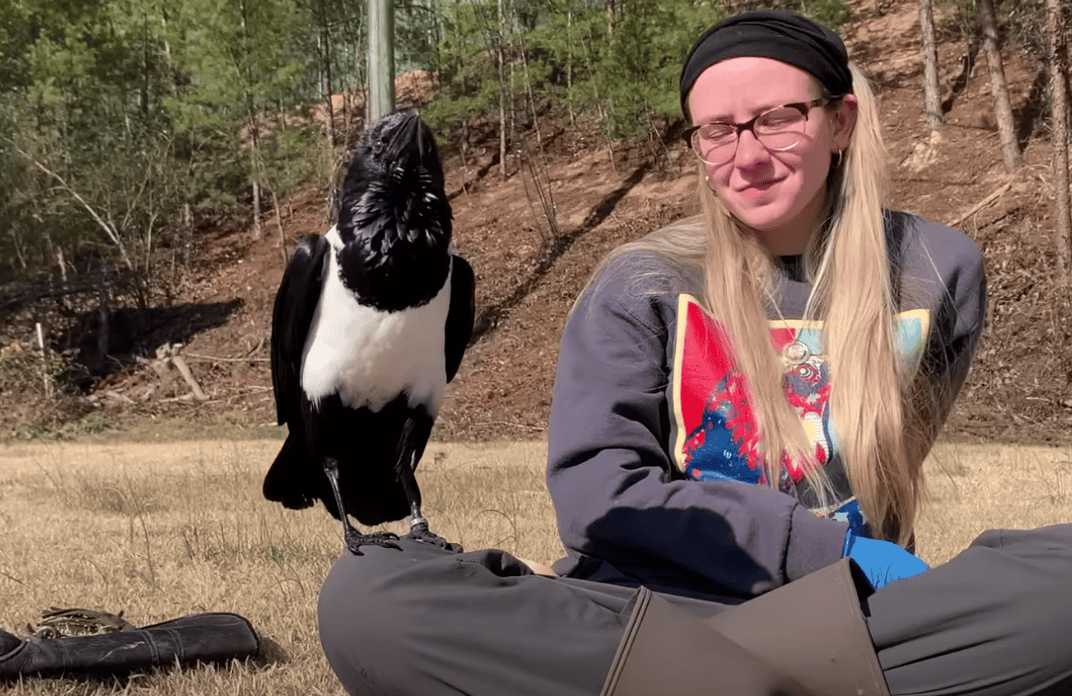 This crow seems convinced he's a tiny human