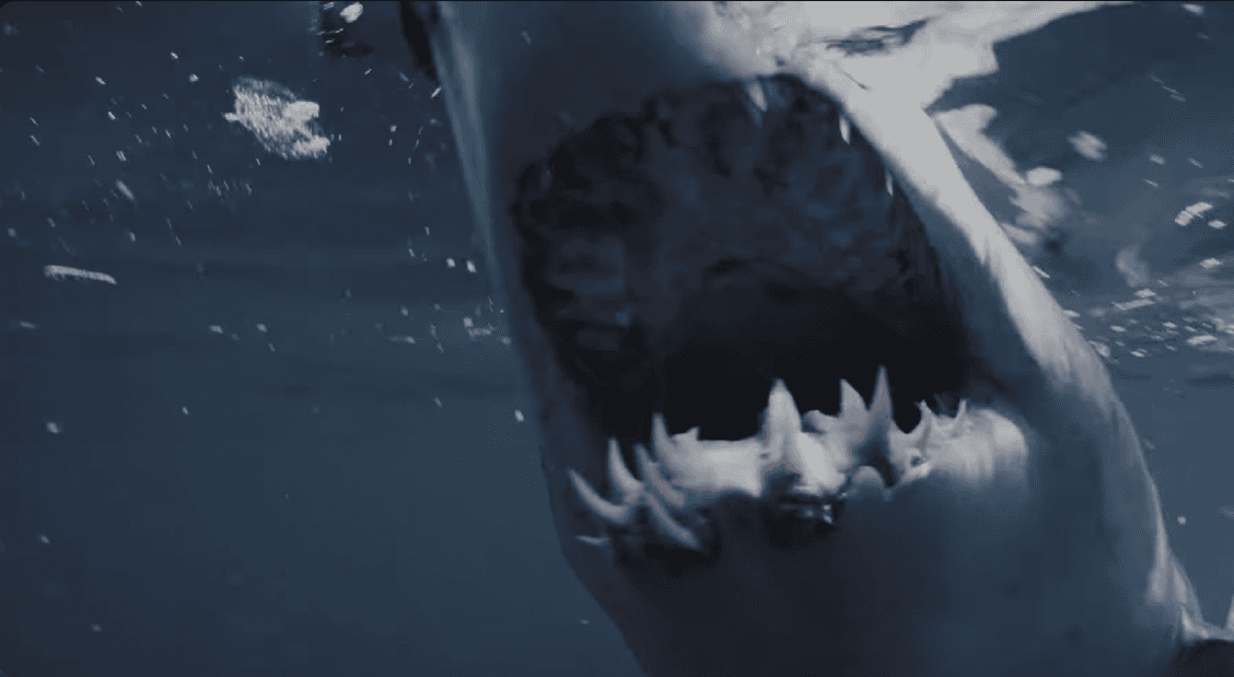 mako shark